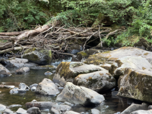 Großbritannien und Irland 2026 – Tag 6: Keltische Regenwälder
